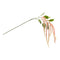 Melrose Amaranthus Floral Stem (Set of 4)