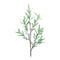 Melrose Olive Leaf Twig Branch (Set of 2)