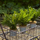 Melrose Assorted Fern Plant in Tin Pot with Jute Accent (Set of 3)