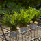 Melrose Assorted Fern Plant in Tin Pot with Jute Accent (Set of 3)