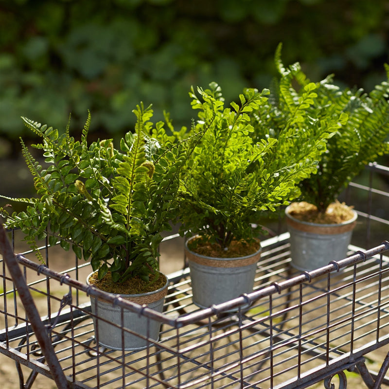 Melrose Assorted Fern Plant in Tin Pot with Jute Accent (Set of 3)