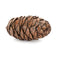 Melrose Pine Cone Decor (Set of 12)
