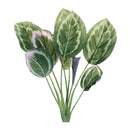 Melrose Prayer Plant Foliage Bush (Set of 6)