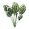 Melrose Prayer Plant Foliage Bush (Set of 6)