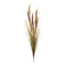 Melrose Foxtail Grass Bush (Set of 6)