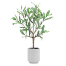 Melrose Potted Olive Leaf Topiary 17.5"H