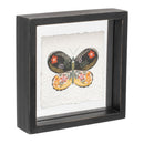 Melrose Framed Butterfly Block Wall Decor, Modern, Wood
