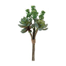 Melrose Succulent Bundle (Set of 6)