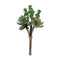 Melrose Succulent Bundle (Set of 6)