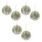 Melrose Woodland Christmas Sentiment Disc Ornament (Set of 6)