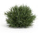 Melrose Spring Grass Half Orb (Set of 12)