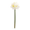 Melrose Amaryllis Elegance – Set of 6