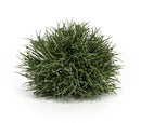Melrose Spring Grass Half Orb (Set of 24)