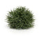 Melrose Spring Grass Half Orb (Set of 24)