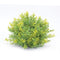 Melrose Varigated Mini Leaf Half Orb (Set of 6)