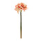 Melrose Amaryllis Flower Stem (Set of 6)
