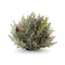 Melrose Icy Pine Half Orb with Pinecones (Set of 2)