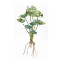 Melrose Varigated Caladium Foliage Bush (Set of 6)