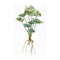 Melrose Varigated Caladium Foliage Bush (Set of 6)