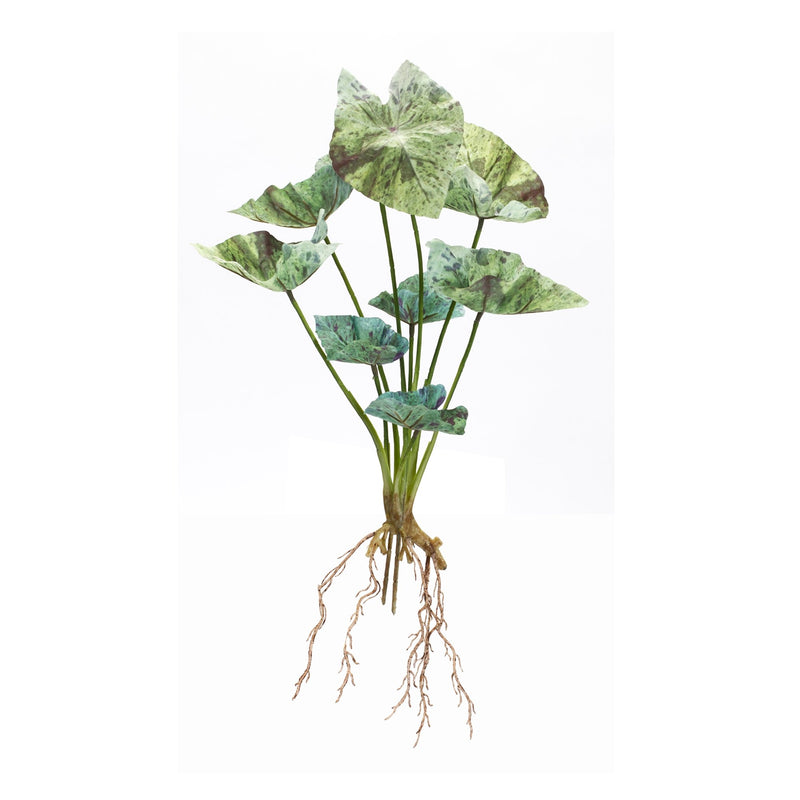 Melrose Varigated Caladium Foliage Bush (Set of 6)