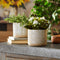 Melrose Porcelain Geometric Patterned Planter Set of 2 Planter, Porcelain