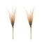 Melrose Grass Plume Bundle (Set of 2)