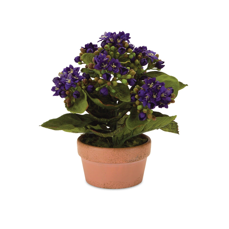 Melrose Assorted Kalanchoe Flower in Terra Cotta (Set of 4)