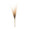 Melrose Grass Plume Bundle (Set of 2)