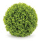 Melrose Boxwood Foliage Orb (Set of 2)