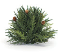 Melrose Arborvitae Half Orb 8.5"D