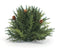 Melrose Arborvitae Half Orb 8.5"D