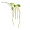 Melrose Amaranthus Floral Stem (Set of 4)