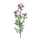 Melrose Mum Spray (Set of 2)
