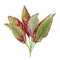 Melrose Variegated Foliage Plant (Set of 6)