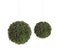 Melrose Boxwood Sedum Orb (Set of 8)