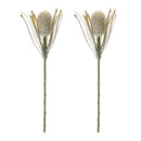 Melrose Protea Floral Stem (Set of 2)