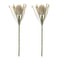 Melrose Protea Floral Stem (Set of 2)