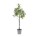 Melrose Olive Leaf Silk Tree with Tin Pot 31.5"H