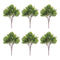 Melrose Boxwood Foliage Bush (Set of 6)