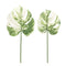 Melrose Light Varigated Philo Leaf Stem (Set of 12)