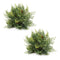 Melrose Cedar Pinecone Half Ord (Set of 2)
