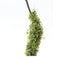 Melrose Moss Foliage Vine Branch (Set of 2)