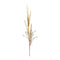 Melrose Foxtail Grass Spray (Set of 2)