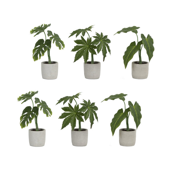 Melrose Assorted Foliage Plant in Grey Pot (Set of 6)