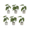 Melrose Assorted Foliage Plant in Grey Pot (Set of 6)