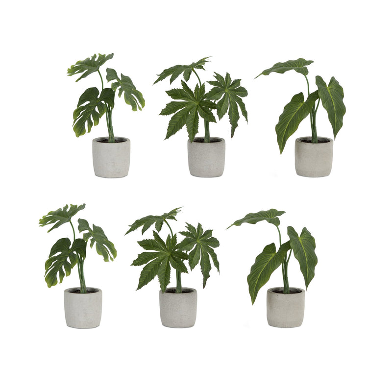 Melrose Assorted Foliage Plant in Grey Pot (Set of 6)