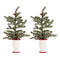 Melrose Mini Pine Tree with Ceramic Pot (Set of 2)