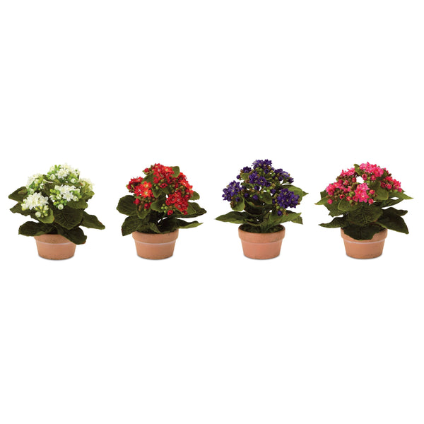 Melrose Assorted Kalanchoe Flower in Terra Cotta (Set of 4)
