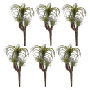 Melrose Air Plant Succulent Pick (Set of 6)