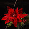Melrose Glittered Red Poinsettia Flower Stem (Set of 2)